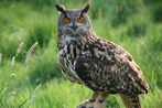 Turner Eagle Owl