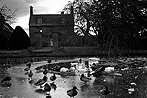 Willersey Duck Pond