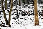 Winter Trees 2